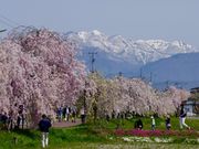イカビンさんの日中線しだれ桜並木の投稿写真1