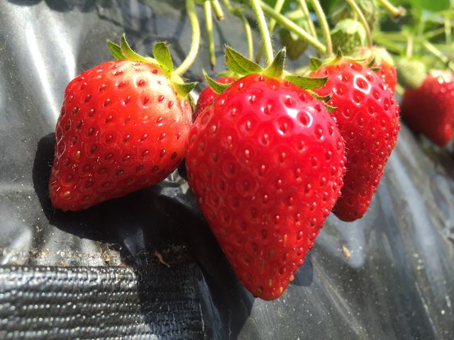 真っ赤なとちおとめ、とても甘かったです_日光ストロベリーパーク