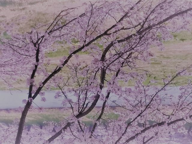 白石川堤一目千本桜