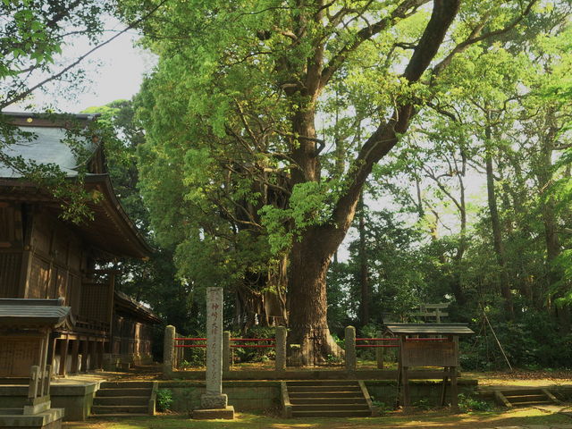 sklfhさんの神崎の大クスの投稿写真1