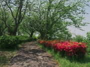 sklfhさんの権現山公園の投稿写真1