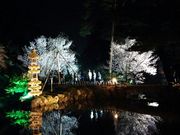 びーさんの兼六園の桜の投稿写真1
