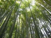 旅は電車でゴーさんの報国寺(竹寺)の投稿写真2