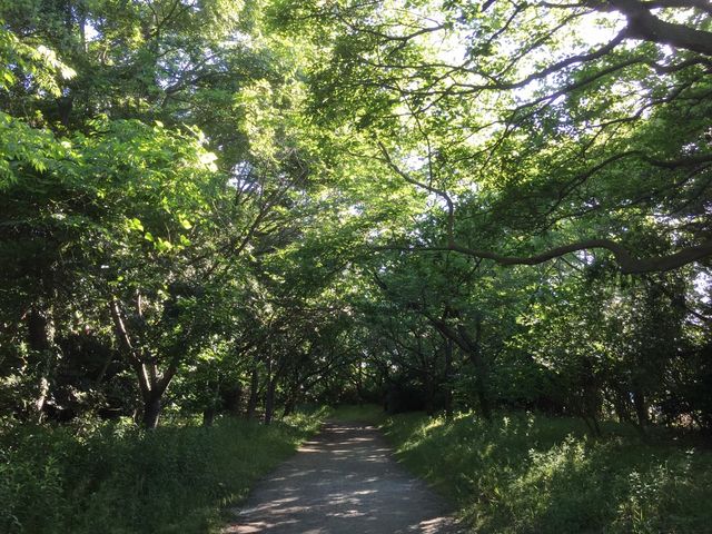 園内の道_野鳥園臨港緑地