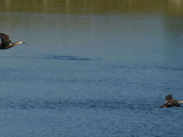 野鳥_野鳥園臨港緑地