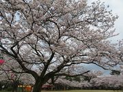 キヨさんの高岡古城公園の桜の投稿写真1