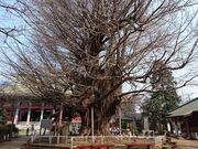 Rexさんの千葉寺の投稿写真1