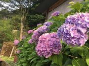 hotaruさんのそぶら貝塚 ほの字の里の投稿写真1