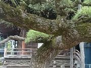 カオルンさんの題経寺(柴又帝釈天)の投稿写真3