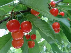 masukox13さんのきよし∞のうえんへの投稿写真1