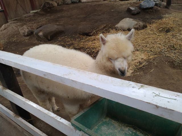 餌やり_アースドリーム角山農場