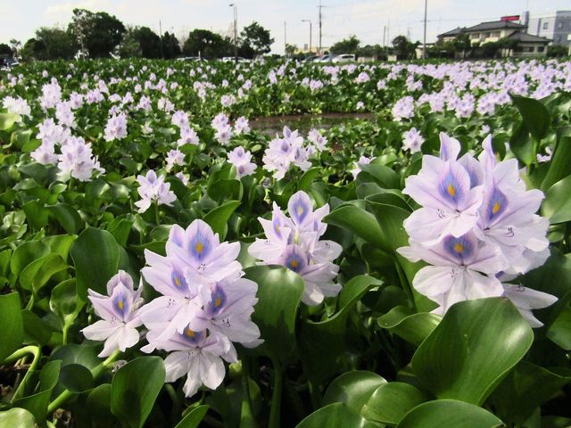 ひさちゃんさんの道の駅 童謡のふる里おおとねの投稿写真1