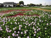 ひさちゃんさんの道の駅 童謡のふる里おおとねの投稿写真4