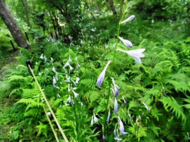 ゆっこさんの春日井市少年自然の家の投稿写真3