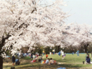 たけさんの石川県林業試験場樹木公園の桜の投稿写真1