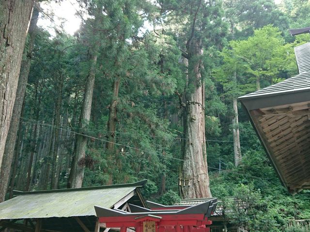 ぴよこさんの青玉神社の大杉の投稿写真1
