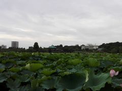 不忍池の写真1