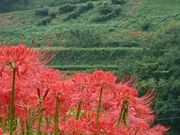 めがねさんのつづら棚田の投稿写真1