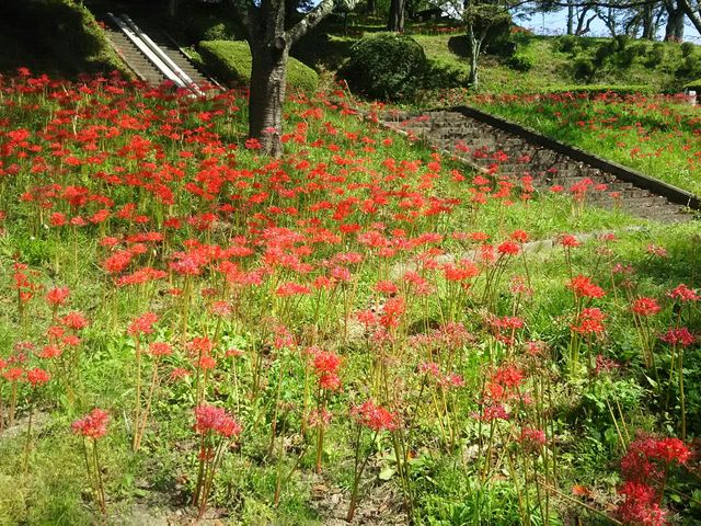 公園内彼岸花。携帯カメラでは美しさを伝えるのが難しいです。_安達ヶ原ふるさと村