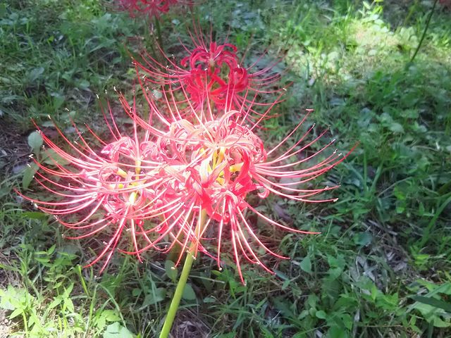 彼岸花アップ_安達ヶ原ふるさと村