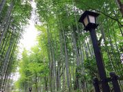 ななさんの富士竹類植物園の投稿写真1