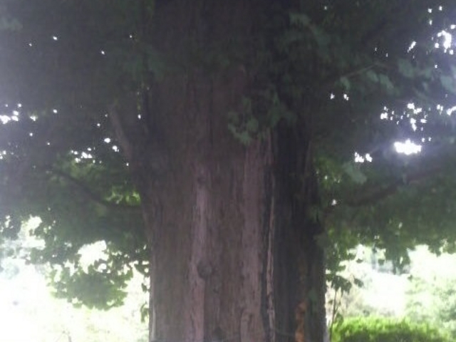 浄見寺のオハツキイチョウ_浄見寺のオハツキイチョウ