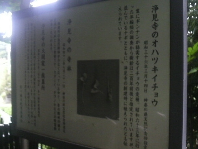 浄見寺のオハツキイチョウの案内板_浄見寺のオハツキイチョウ