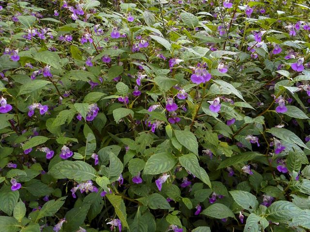 秋の草花_阿蘇野草園