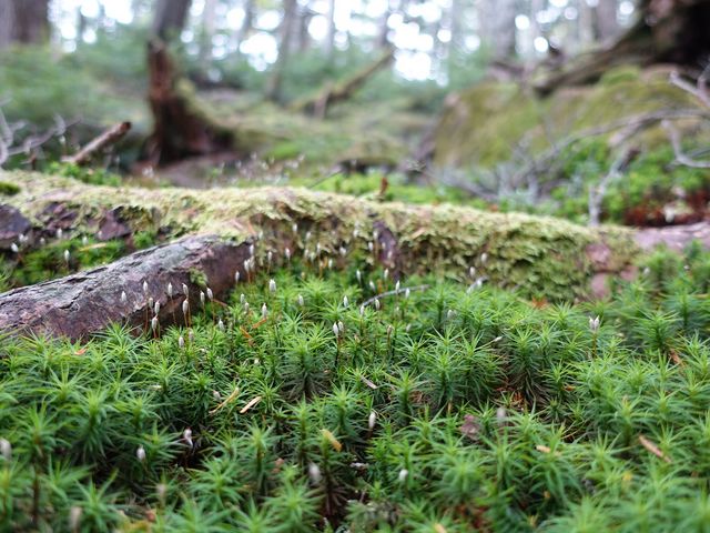 池の周辺には美しい苔群が広がる_白駒の池(白駒荘)