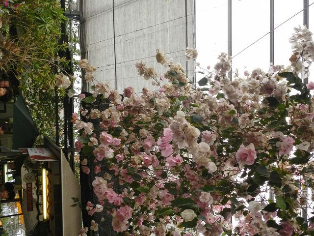 華やかです_西島園芸団地