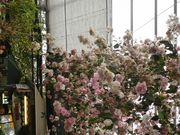 ひでとさんの西島園芸団地の投稿写真1