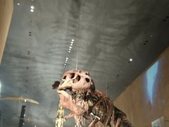 ちひろさんの北九州市立いのちのたび博物館への投稿写真1