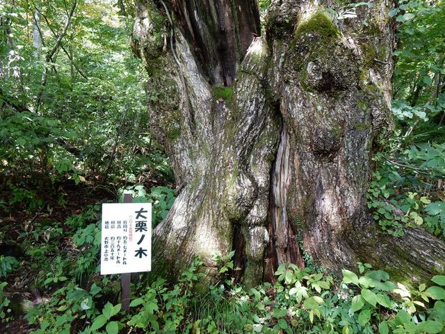 w-masaさんの上小池,刈込池自然研究路の投稿写真2