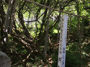 マッキーさんの鶴形山公園の桜・藤の投稿写真1