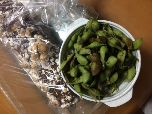 黒豆と、しいたけ栽培。_しい茸ランドかさや