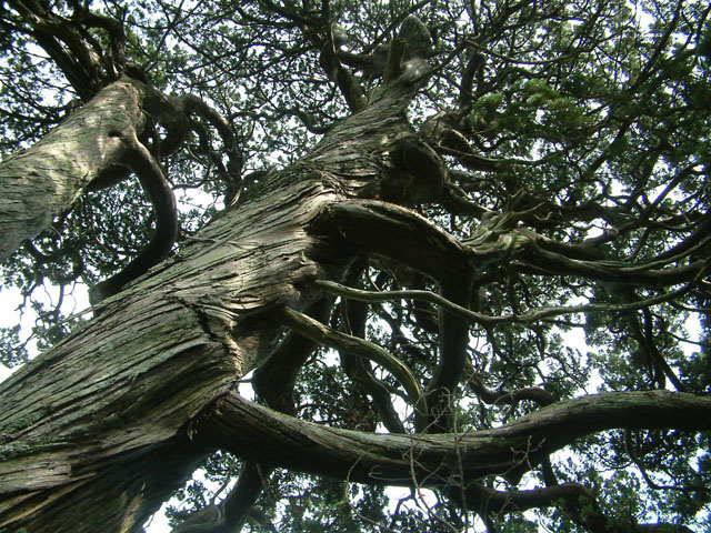 芽衣さんの白鳥神社のビャクシンの投稿写真1