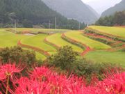 きょうさんの番所の彼岸花の投稿写真1