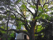 くまちゃんさんの元宇品公園の投稿写真1