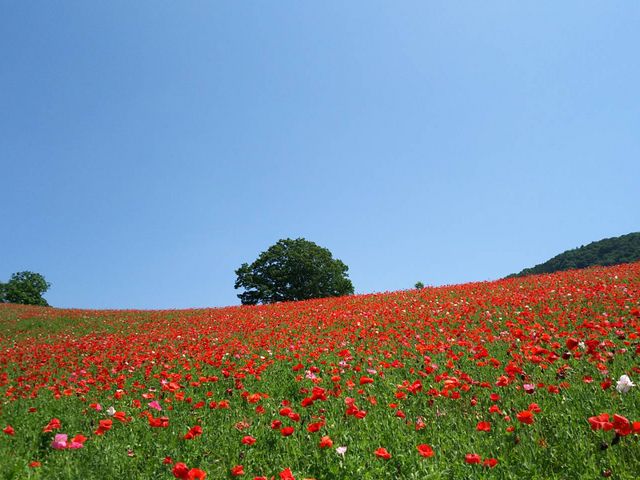 ポピー畑_秩父高原