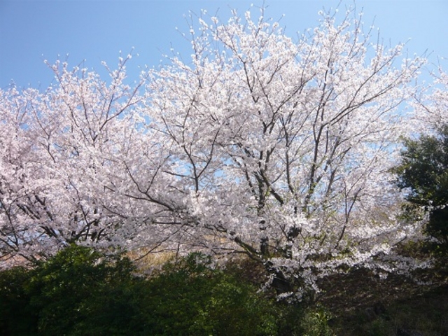 JOEさんの和三郎憩いの広場の投稿写真1