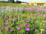 たかちゃんさんの道の駅 にしおこっぺ花夢 フラワーパーク 花夢の投稿写真3