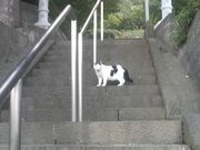 さとけんさんの相模国分寺の投稿写真2