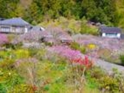 ゆうさんの蓮台寺しだれ桃の里祭りの投稿写真1