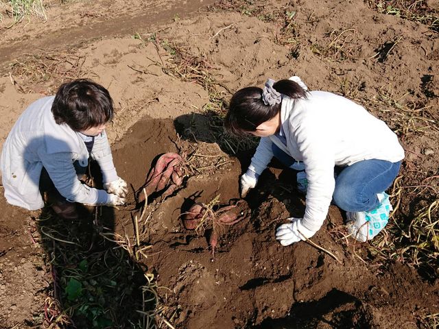 姉妹で掘り出し中(笑)_武藤園