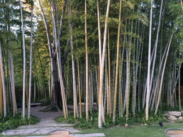 立派な竹林_くらしき宵待ちGARDEN