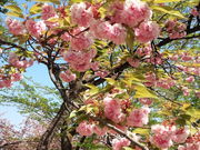 シナさんの悠久山公園の投稿写真1