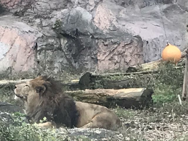 ライオン_東山動物園