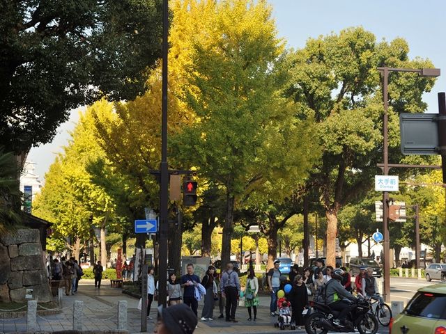 黄落が見事な時季だった_大手前通り西側歩道
