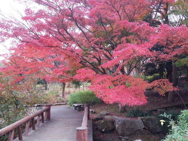 滝の近くの紅葉_府中市郷土の森博物館
