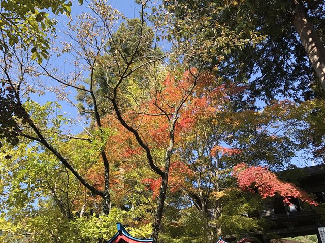 この階段を上ると本堂があります_大善寺本堂